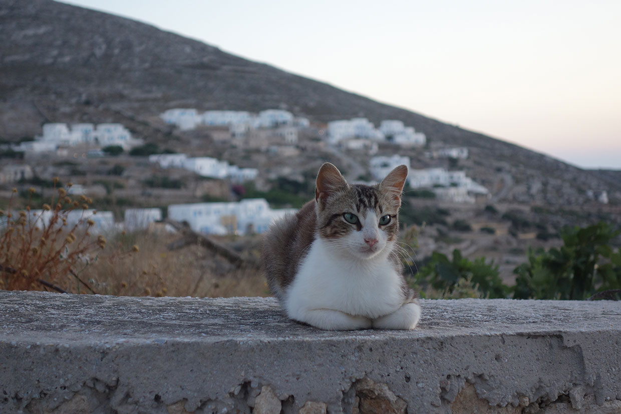 A cat in Chora of Folegandros